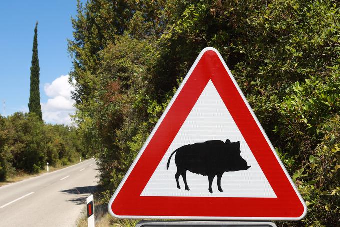 Prometni znak, ki opozarja na nevarnost divjih svinj. Dubrovnik, Hrvaška.  | Foto: Guliverimage