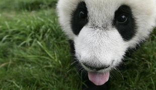 V madridskem živalskem vrtu mladiča pande poimenovali Xing Bao