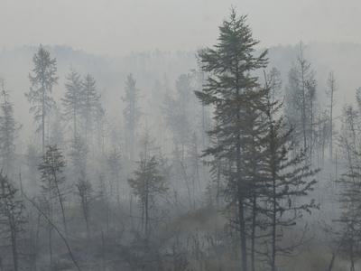 Na Braču izbruhnil gozdni požar