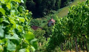 Med vinorodne griče Hrvaškega Zagorja