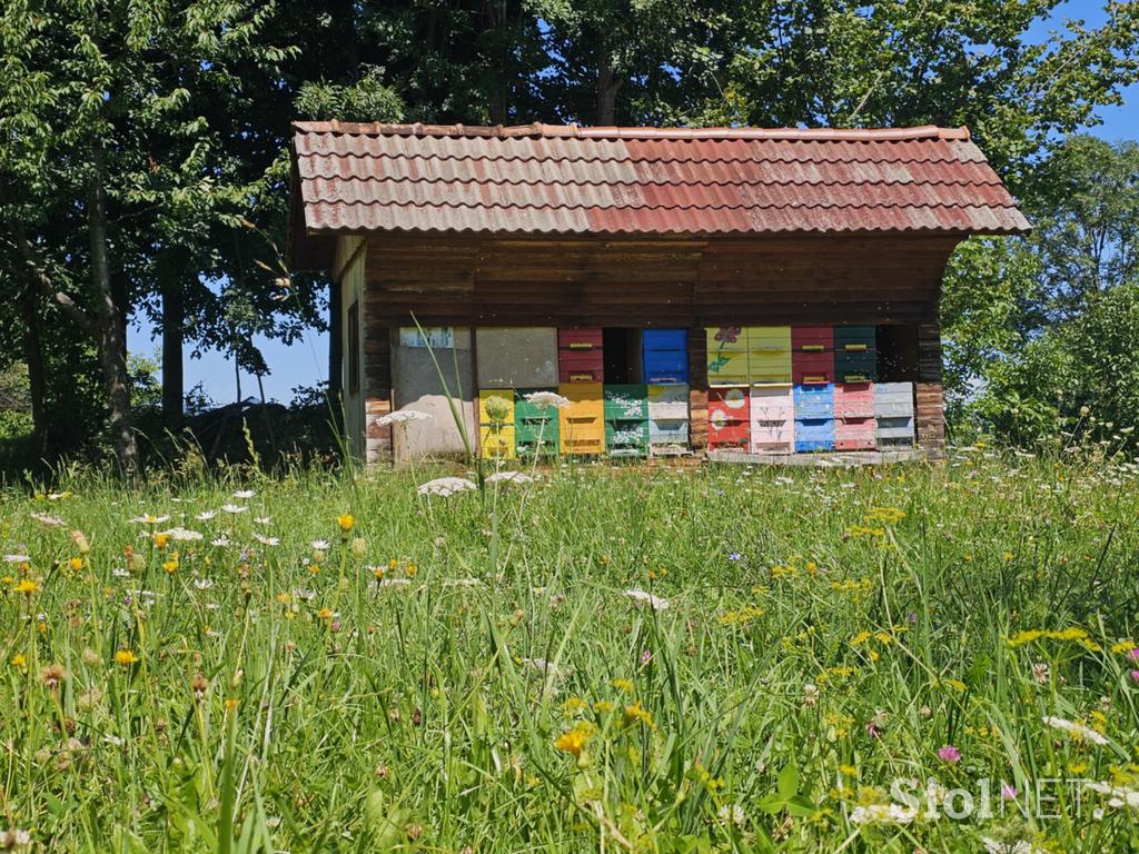 Čebelnjak medved razdejanje