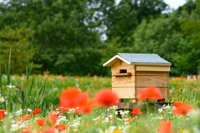 Slaba paša je vplivala tudi na pridelek čebel, ki so letos pridelale malo medu. | Foto: Getty Images