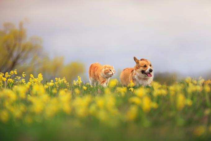 kuža mačka pes žival | Foto: Shutterstock