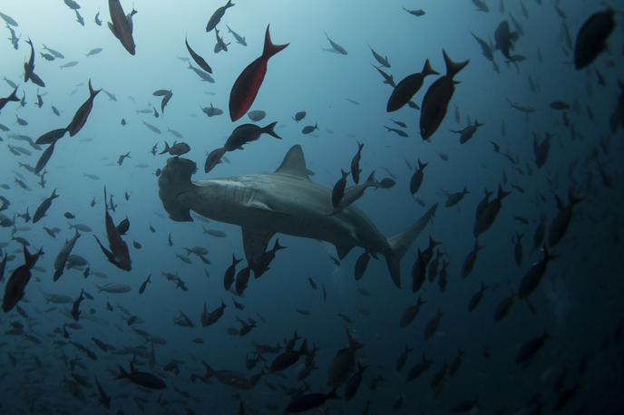 ocean morje ribe | Foto Reuters