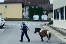 poni, policija, Grusuplje