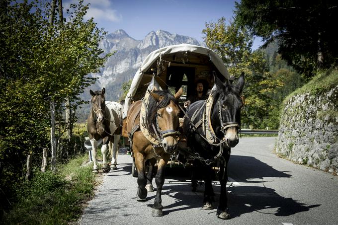 Par potuje s tremi konji, nekaj kozami in psom. | Foto: Ana Kovač