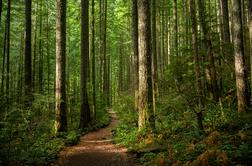 Obnova in nega gozda: pot do zdravja in dobrega počutja