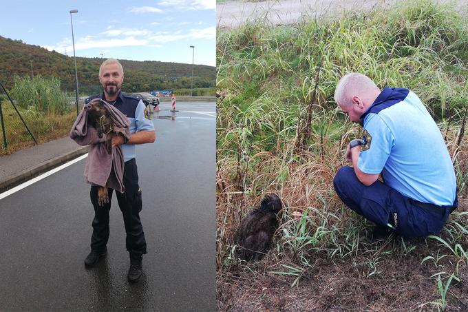 Rešili so ga v močnem nalivu, ga zavili v odejo in odnesli pod streho.  | Foto: PU Koper/Facebook