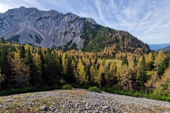 Zlati macesni na Zelenici in najlepši pogled na Stol #video