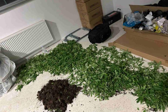 droge, policija, Trzin | Policisti so med hišno preiskavo odkrili več kot 250 sadik, domnevno gre za prepovedano drogo konopljo. | Foto policija