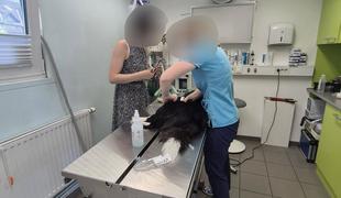 Kaj se dogaja v okolici Bohinjskega jezera? Več psov in mačk poginilo.