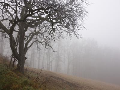 Jutri ponekod vendarle bolj zimsko