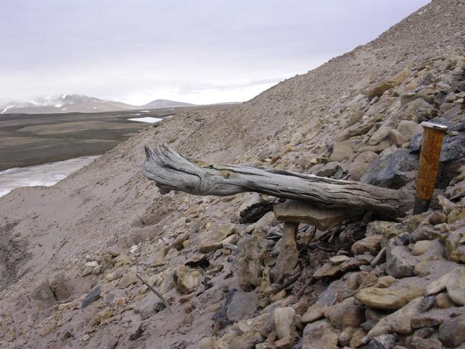 Na tej fotografiji je vidno dva milijona let staro deblo macesna, ki je obtičalo v permafrostu v obalnih usedlinah na severnem delu Grenlandije. | Foto: Reuters Connect