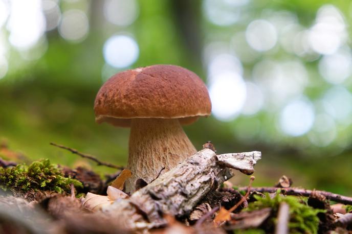 jurček, jurčki, gobe, gobarjenje | Foto Shutterstock