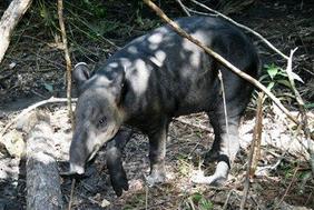 Belizejsko živalstvo: od tapirja do tukana