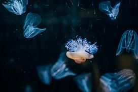 McDonald's, Akvarij Piran