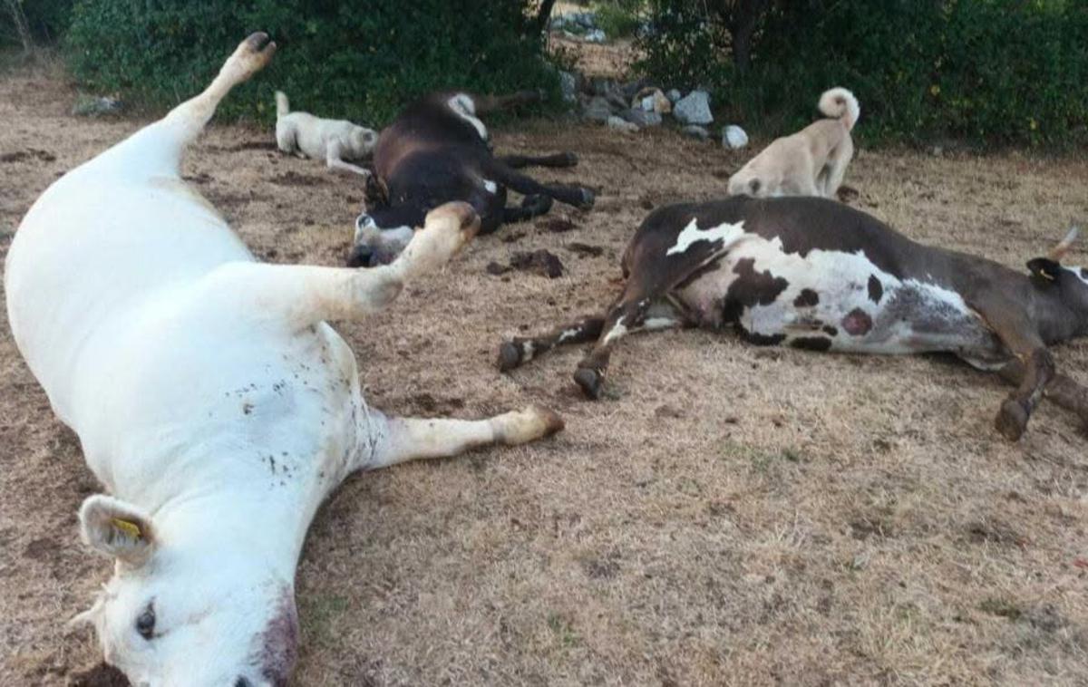 Hrvaški pašniki pogin krav | Veterinarski inštitut je pri eni od poginulih krav potrdil antraks. | Foto Hrvatski krški pašnjaci/FB