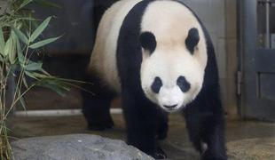 Mlada panda umrla zaradi pljučnice