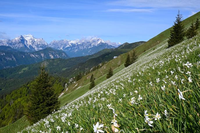 Golica narcise | Na pobočjih Male Golice in Krvavke je vsako leto na milijone ključavnic (narcis). | Foto Matej Podgoršek