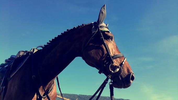 Tekmovalni konji so vredni celo premoženje. Na fotografiji je konj Cassy. | Foto: Osebni arhiv