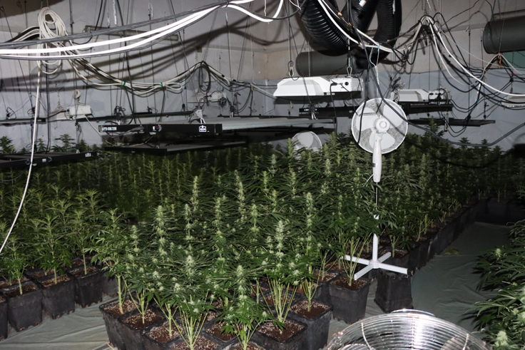 konoplja, trava, droga | Foto: policija