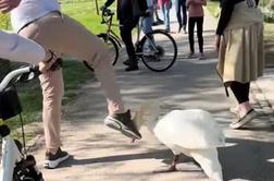 Sprehajalec v ljubljanskem Tivoliju brcnil laboda