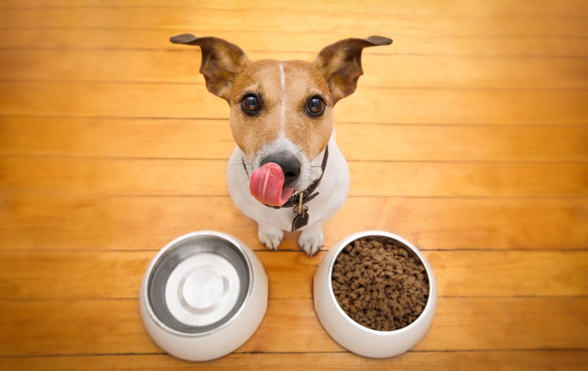 pes kuža hišni ljubljenček | Lastnike in pse natakarji posedejo za isto mizo. (Fotografija je simbolična.) | Foto Shutterstock