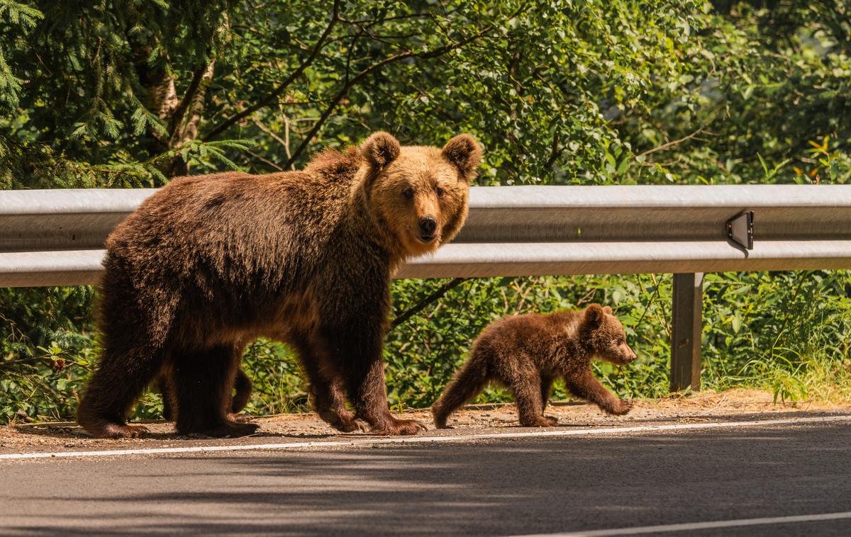 medved, rjavi medved, ursus ursus | Po navedbah starešine Lovske družine Rakitna Marjana Šivica se v naselje zatekajo predvsem medvedke z mladiči in mladi medvedi, ki se iz gozda umikajo večjim medvedom. (Fotografija je simbolična.) | Foto Shutterstock
