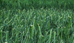 Triglav bo za posledice neurja izplačal 11, Adriatic Slovenica 1,1 milijona evrov