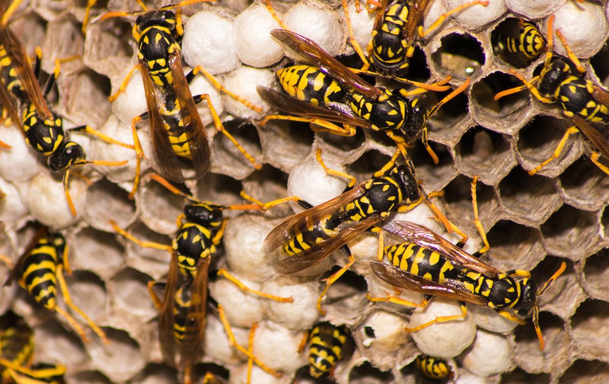 osa ose osje gnezdo | Poznate razlike med čebelami in osami? | Foto Thinkstock