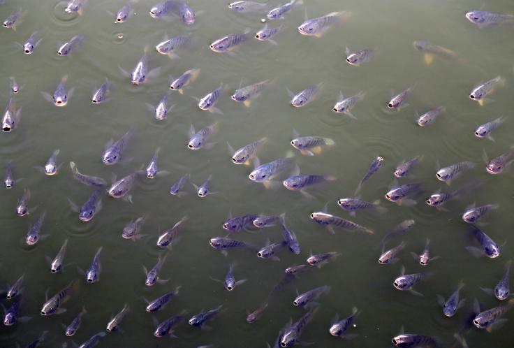 ocean morje ribe | Foto: Reuters
