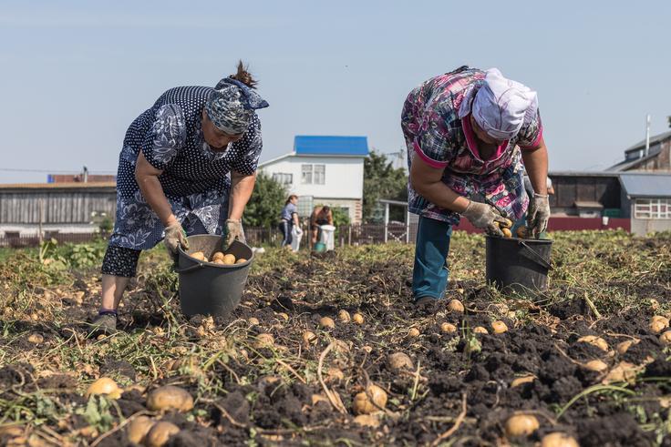 Pobiranje krompirja v Rusiji leta 2023.  | Foto: Shutterstock