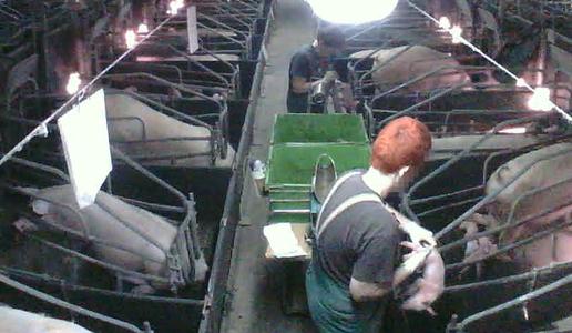 Novi pretresljivi posnetki s slovenske farme #video