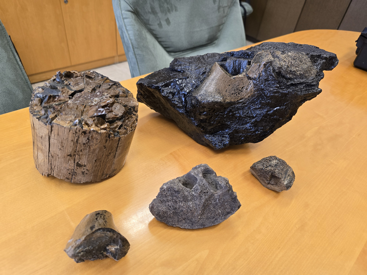 Ugotovili so, da ne gre za arheološke ostaline, ampak za paleontološke fosile, saj na njih ni bilo mogoče zaznati sledi človeškega delovanja, poleg tega pa so bili v plasti lignita, katere nastanek je okvirno datiran v obdobje pred od 2,5 milijona do tremi milijoni let, torej je fosil predvidoma veliko starejši od razvoja najstarejših človeških vrst. | Foto: Premogovnik  Velenje