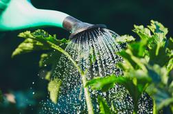 Kako v vročih dneh pravilno zalivati vrt