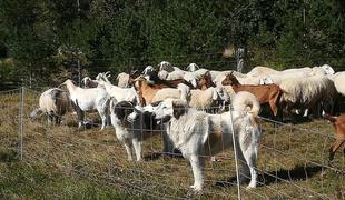 Najboljša zaščita so visoka električna mreža in pastirski psi #video