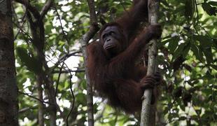 Predebela malezijska orangutanka na dieti