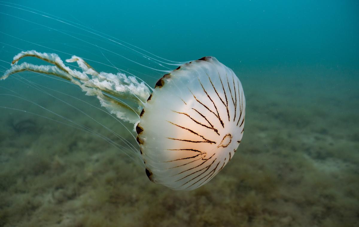 kompasna meduza | Fotografija je simbolična. | Foto Shutterstock