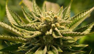 Litovski parlament odobril uporabo marihuane v zdravstvene namene