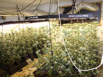 Na območju Ihana zasegli več kot sto sadik konoplje