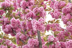 Instagram jih ljubi, narava ne: kaj je narobe z japonskimi češnjami?