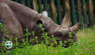 Poginil je najstarejši nosorog na svetu