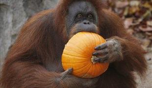 Poginila najstarejša orangutanka na svetu