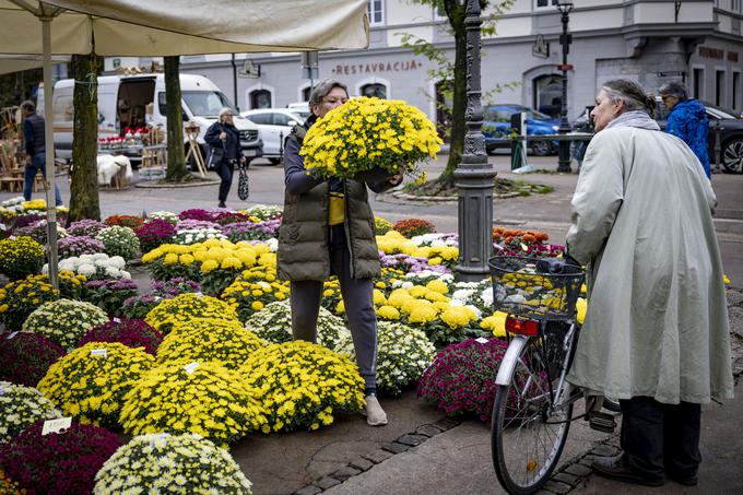 Krizantema ponazarja neizbežnost smrti.  | Foto: Ana Kovač