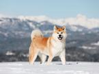 Akita Inu, pes, psi