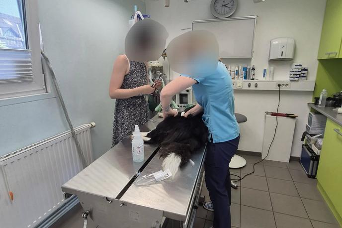zastrupljen pes | Fotografija zastrupljenega psa, ki so ga zdravili v veterinarski kliniki v Kranju. | Foto Gorska reševalna služba Bohinj