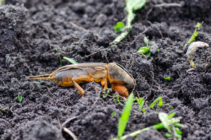 bramor | Foto: Shutterstock