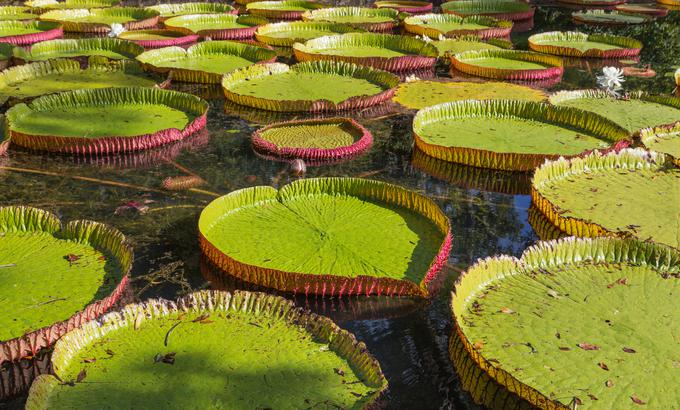 V botaničnem vrtu Pamplemousses si turisti lahko ogledajo več kot 500 različnih eksotičnih rastlin. | Foto: Thinkstock