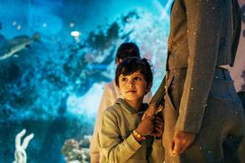 McDonald's, Akvarij Piran