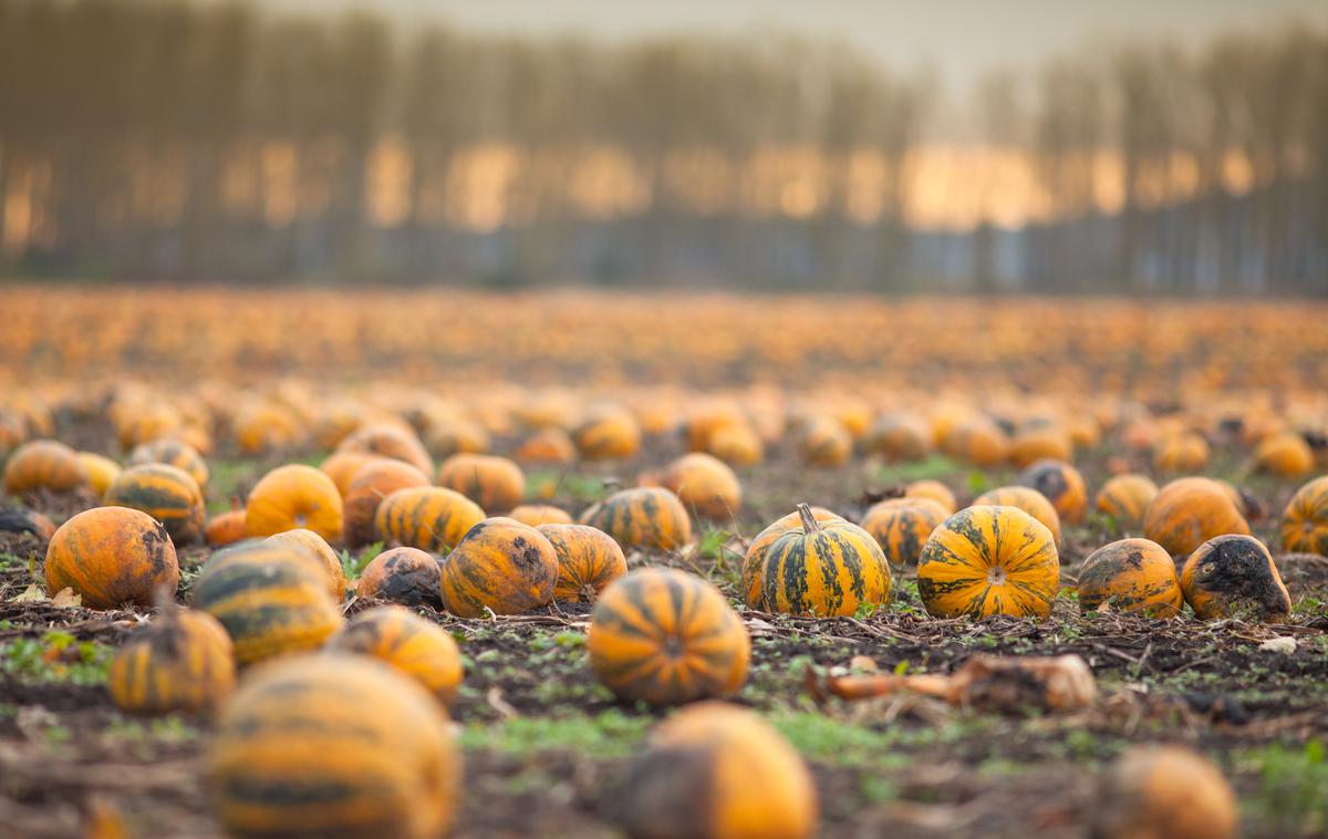 buče na polju, oljne buče | Foto Shutterstock